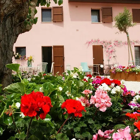 Stelle Girasoli E Conchiglie Roncitelli